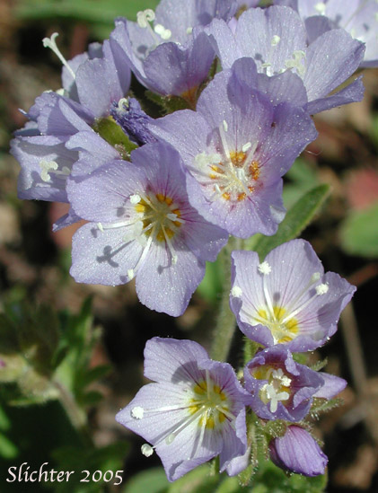 Inflorescence of California Polemonium, Showy Jacob's Ladder, Moving Polemonium, Low Jacob's-ladder: Polemonium californicum (Synonyms: Polemonium columbianum, Polemonium pulcherrimum ssp. tricolor, Polemonium pucherrimum var. calycinum)