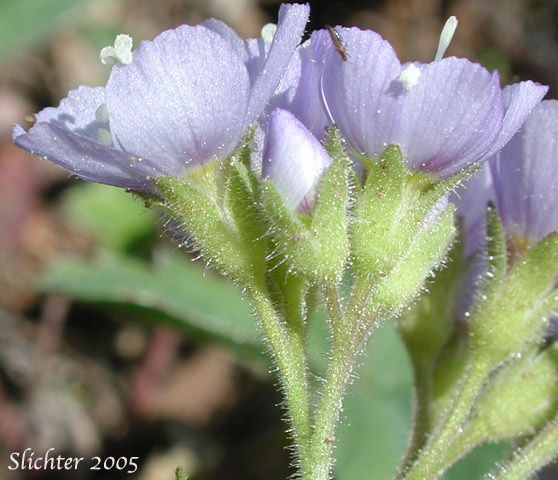 Part of the inflorescence of California Polemonium, Showy Jacob's Ladder, Moving Polemonium, Low Jacob's-ladder: Polemonium californicum (Synonyms: Polemonium columbianum, Polemonium pulcherrimum ssp. tricolor, Polemonium pucherrimum var. calycinum)