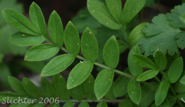 Basal leaf of California Polemonium, Showy Jacob's Ladder, Moving Polemonium, Low Jacob's-ladder: Polemonium californicum (Synonyms: Polemonium columbianum, Polemonium pulcherrimum ssp. tricolor, Polemonium pucherrimum var. calycinum)