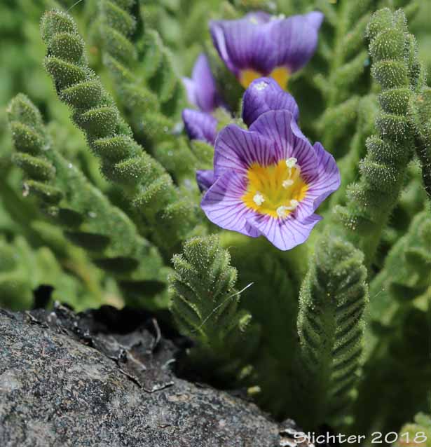 Sky-pilot: Polemonium elegans