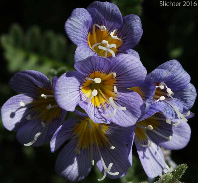 Inflorescence of Elegant Jacob's-ladder, Elegant Polemonium, Sky-pilot: Polemonium elegans