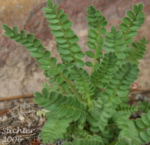 Leaves of Elegant Jacob's-ladder, Elegant Polemonium, Sky-pilot: Polemonium elegans