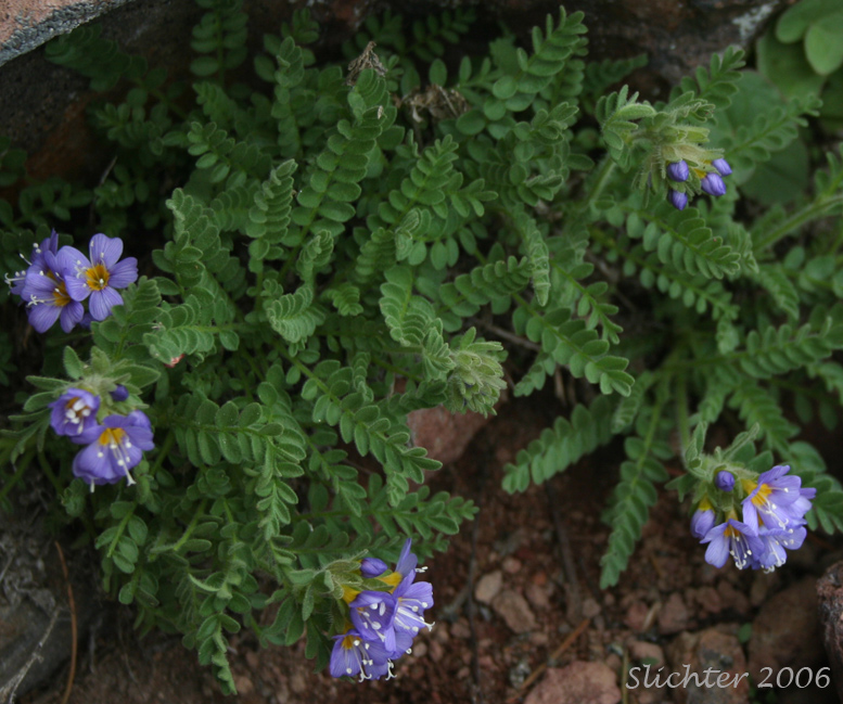 Elegant Jacob's-ladder, Elegant Polemonium, Sky-pilot: Polemonium elegans