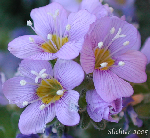 Elegant Jacob's-ladder, Elegant Polemonium, Sky-pilot: Polemonium elegans