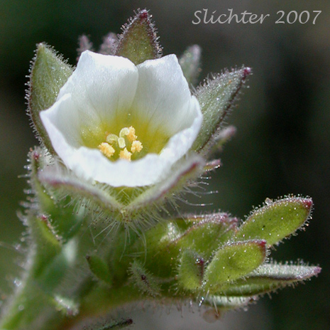Littlebells Polemonium, Annual Polemonium, Annual Jacob's-ladder: Polemonium micranthum (Synonym: Polemoniella micrantha)