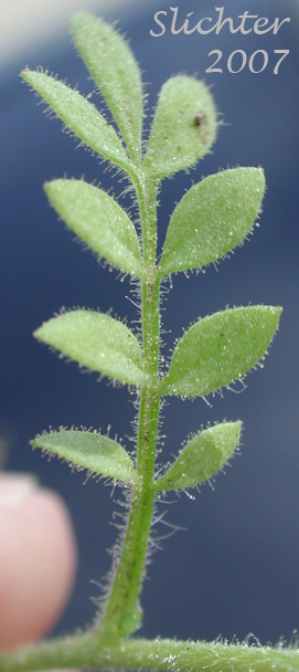 Leaf of Littlebells Polemonium, Annual Polemonium, Annual Jacob's-ladder: Polemonium micranthum (Synonym: Polemoniella micrantha)