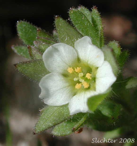 Littlebells Polemonium, Annual Polemonium, Annual Jacob's-ladder: Polemonium micranthum (Synonym: Polemoniella micrantha)