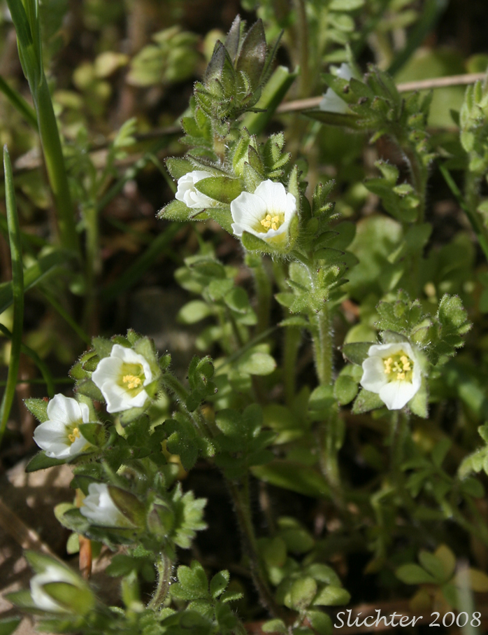 Littlebells Polemonium, Annual Polemonium, Annual Jacob's-ladder: Polemonium micranthum (Synonym: Polemoniella micrantha)