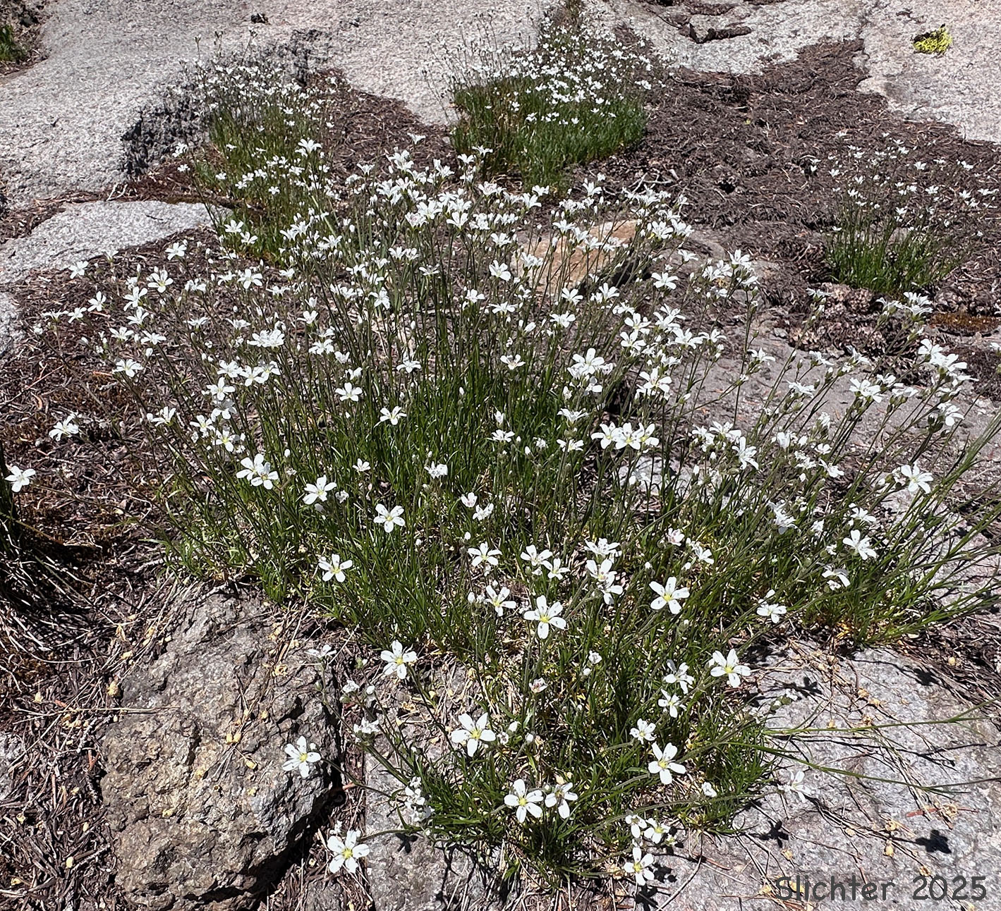 Fescue Sandwort, Slender Mountain Sandwort, Thread-leaved Sandwort: Arenaria capillaris var. americana (Synonyms: Arenaria capillaris ssp. americana, Eremogone americana)
