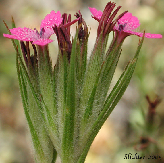 Close-up of the inflorescence of Deptford Pink, Grass Pink: Dianthus aremeria