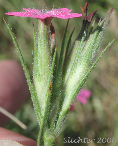 Close-up sideview of the inflorescence of Deptford Pink, Grass Pink: Dianthus aremeria