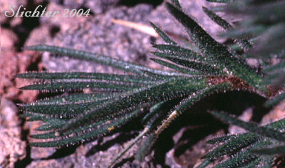 Nuttall's Sandwort: Minuartia nuttallii var. nuttallii (Synonyms: Alsinopsis occidentalis, Arenaria nuttallii, Arenaria nuttallii ssp. nuttallii, Arenaria nuttallii var. nuttallii, Arenaria pungens, Minuartia nuttallii ssp. nuttallii, Minuopsis nuttallii, Sabulina nuttallii var. nuttallii)