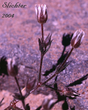Nuttall's Sandwort: Minuartia nuttallii var. nuttallii (Synonyms: Alsinopsis occidentalis, Arenaria nuttallii, Arenaria nuttallii ssp. nuttallii, Arenaria nuttallii var. nuttallii, Arenaria pungens, Minuartia nuttallii ssp. nuttallii, Minuopsis nuttallii)