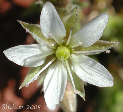 close-up of a flower of Nuttall's Sandwort: Minuartia nuttallii var. nuttallii (Synonyms: Alsinopsis occidentalis, Arenaria nuttallii, Arenaria nuttallii ssp. nuttallii, Arenaria nuttallii var. nuttallii, Arenaria pungens, Minuartia nuttallii ssp. nuttallii, Minuopsis nuttallii, Sabulina nuttallii var. nuttallii)