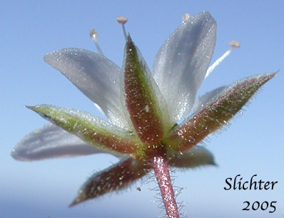 Sepals of Nuttall's Sandwort: Minuartia nuttallii var. nuttallii (Synonyms: Alsinopsis occidentalis, Arenaria nuttallii, Arenaria nuttallii ssp. nuttallii, Arenaria nuttallii var. nuttallii, Arenaria pungens, Minuartia nuttallii ssp. nuttallii, Minuopsis nuttallii, Sabulina nuttallii var. nuttallii)