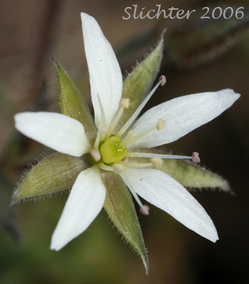 Flower of Nuttall's Sandwort: Minuartia nuttallii var. nuttallii (Synonyms: Alsinopsis occidentalis, Arenaria nuttallii, Arenaria nuttallii ssp. nuttallii, Arenaria nuttallii var. nuttallii, Arenaria pungens, Minuartia nuttallii ssp. nuttallii, Minuopsis nuttallii, Sabulina nuttallii var. nuttallii)