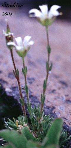 Arctic Sandwort, Alpine Sandwort, Alpine Stitchwort, Twin-flower Sandwort: Minuartia obtusilboa (Synonym: Arenaria obtusiloba)