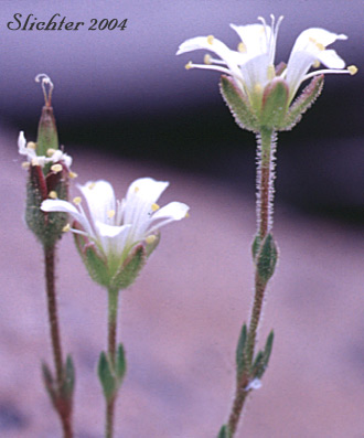 Arctic Sandwort, Alpine Sandwort, Alpine Stitchwort, Twin-flower Sandwort: Minuartia obtusilboa (Synonym: Arenaria obtusiloba)