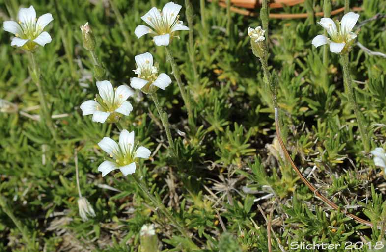 Arctic Sandwort, Alpine Sandwort, Alpine Stitchwort, Twinflower Sandwort, Twin-flower Sandwort: Cherleria obtusiloba (Synonyms: Arenaria obtusiloba, Minuartia obtusiloba)