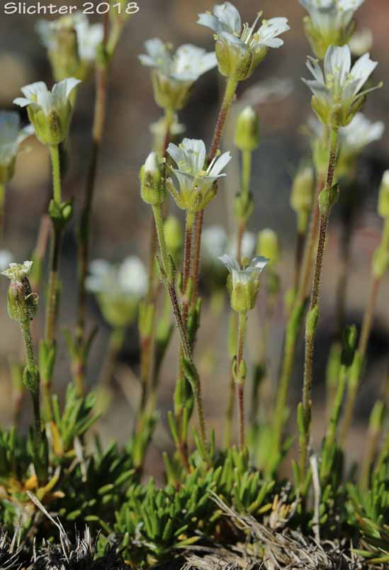 Arctic Sandwort, Alpine Sandwort, Alpine Stitchwort, Twinflower Sandwort, Twin-flower Sandwort: Cherleria obtusiloba (Synonyms: Arenaria obtusiloba, Minuartia obtusiloba)