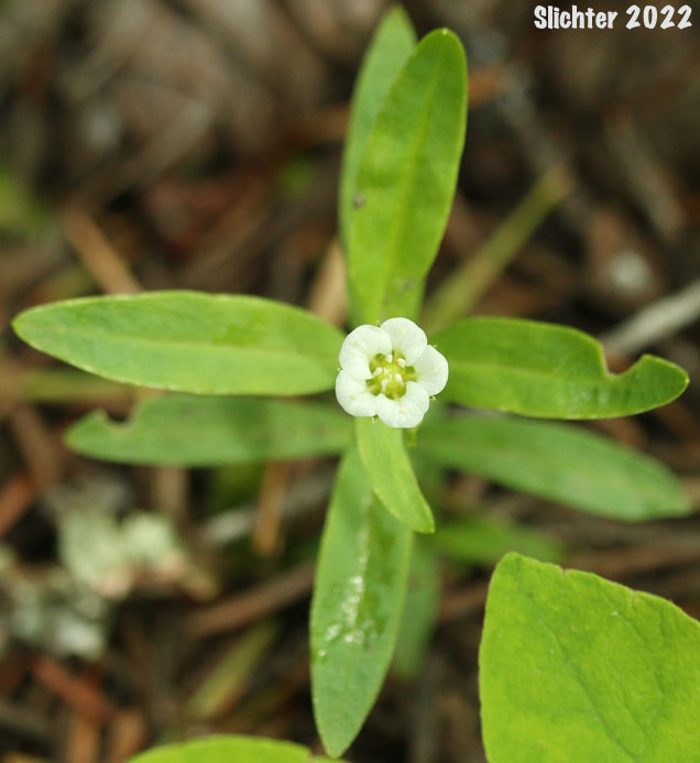 Flower and upper stem leaves of Bigleaf Sandwort, Large-leaf Sandwort: Moehringia macrophylla (Synonym: Arenaria macrophylla)