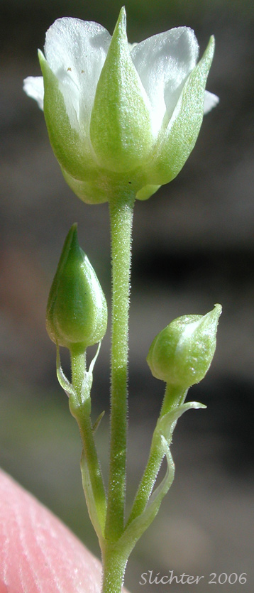 Close-up of the sepals of Bigleaf Sandwort, Large-leaf Sandwort: Moehringia macrophylla (Synonym: Arenaria macrophylla)