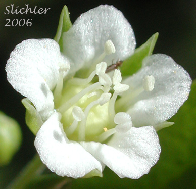 Close-up of a flower of Bigleaf Sandwort, Large-leaf Sandwort: Moehringia macrophylla (Synonym: Arenaria macrophylla)