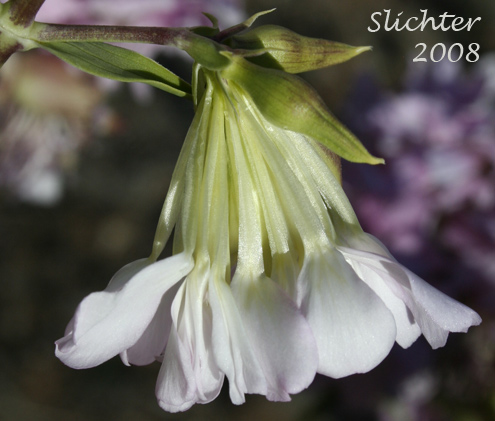 Bouncing-bet, Soapweed: Saponaria officinalis