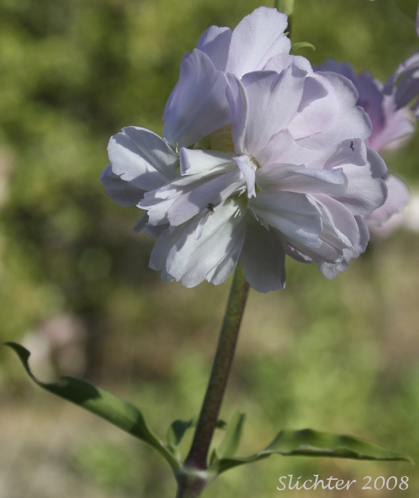 Bouncing-bet, Soapweed: Saponaria officinalis