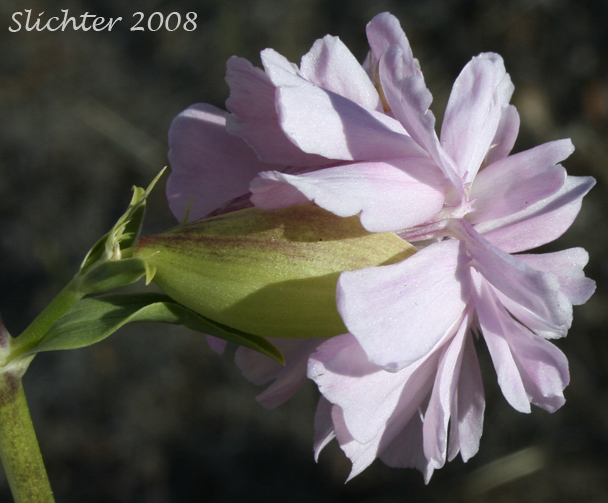 Bouncing-bet, Soapweed: Saponaria officinalis