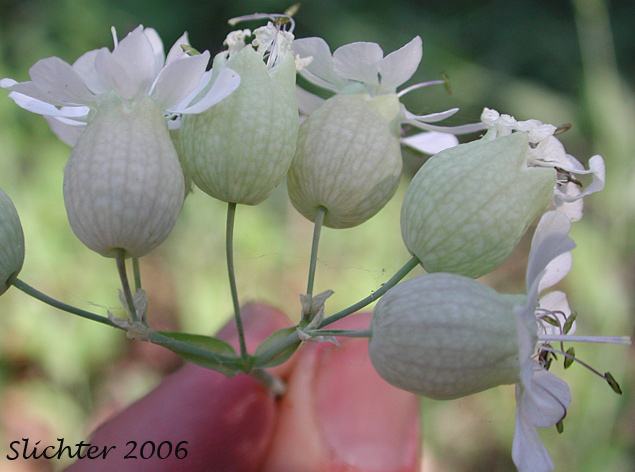 Inflorescence of Bladder Campion: Silene vulgaris (Synonyms: Silene cucubalus, Silene inflata, Silene latifolia var. pubescens)