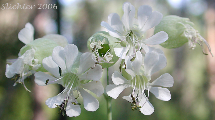 Bladder Campion: Silene vulgaris (Synonyms: Silene cucubalus, Silene inflata, Silene latifolia var. pubescens)