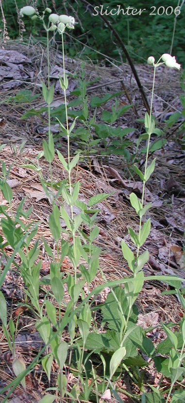 Bladder Campion: Silene vulgaris (Synonyms: Silene cucubalus, Silene inflata, Silene latifolia var. pubescens)