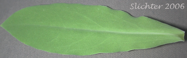 Stem leaf of Bladder Campion: Silene vulgaris (Synonyms: Silene cucubalus, Silene inflata, Silene latifolia var. pubescens)