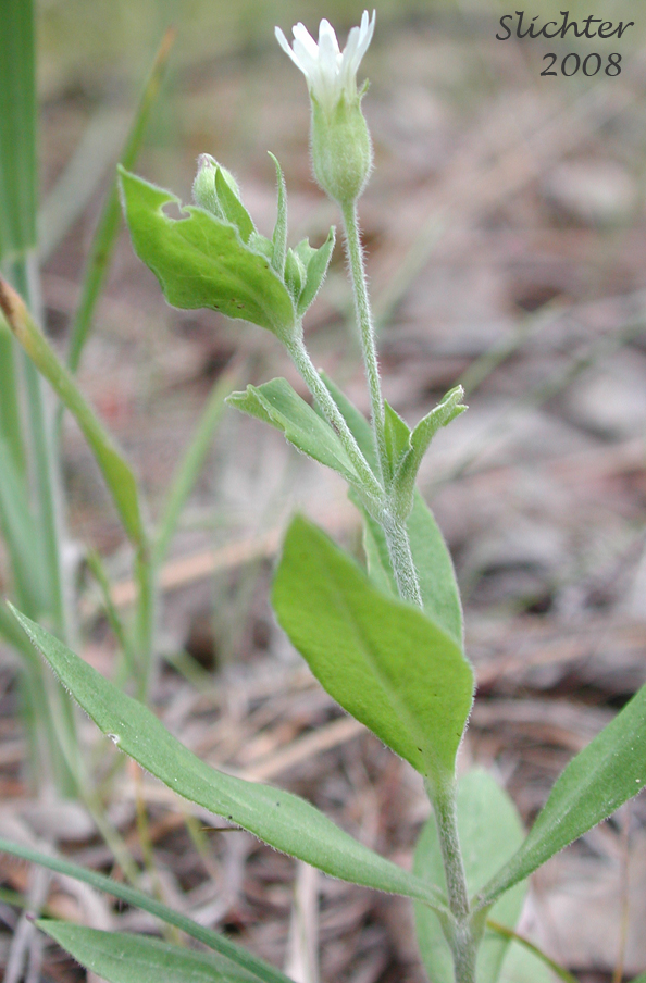 Menzies' Campion, Menzie's Silene: Silene menziesii (Synonyms: Silene menziesii ssp. menziesii, Silene menziesii var. menziesii, Silene menziesii var. viscosa)