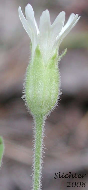 Sepals of Menzies' Campion, Menzie's Silene: Silene menziesii (Synonyms: Silene menziesii ssp. menziesii, Silene menziesii var. menziesii, Silene menziesii var. viscosa)