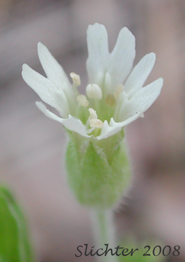 Flower of Menzies' Campion, Menzie's Silene: Silene menziesii (Synonyms: Silene menziesii ssp. menziesii, Silene menziesii var. menziesii, Silene menziesii var. viscosa)