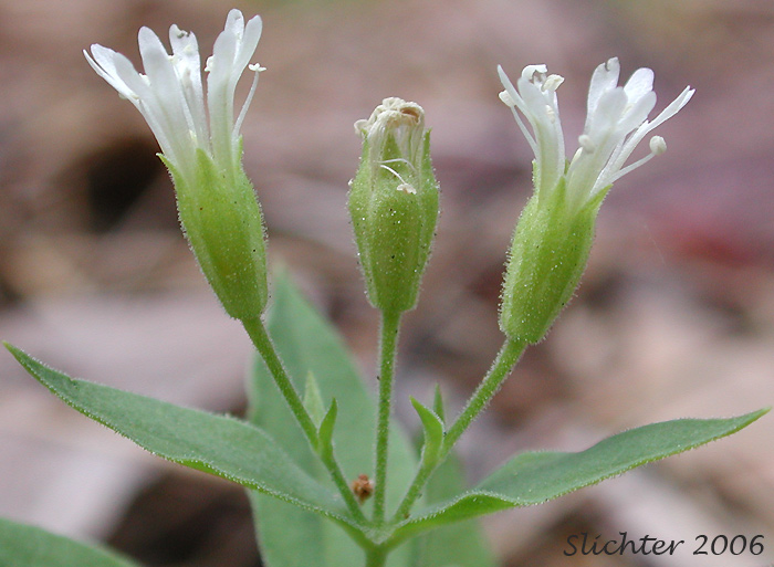 Sideview of the inflorescence of Menzies' Campion, Menzie's Silene: Silene menziesii (Synonyms: Silene menziesii ssp. menziesii, Silene menziesii var. menziesii, Silene menziesii var. viscosa)