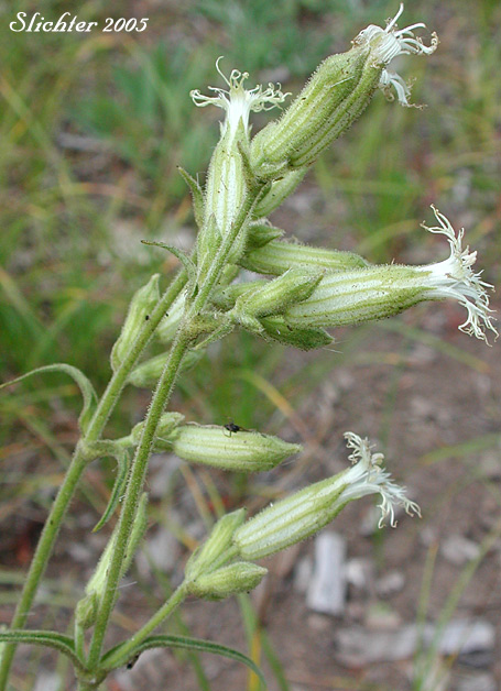Inflorescence of Oregon Campion, Oregon Catchfly: Silene oregana (Synonyms: Silene filisecta, Silene gormanii)