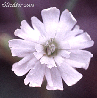Parry's Campion: Silene parryi (Synonyms: Silene douglasii var. macounii, Silene macounii)