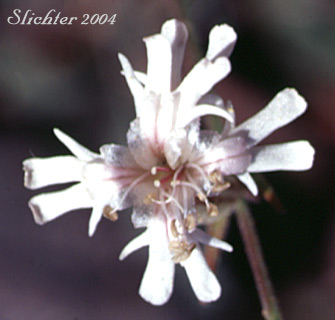 Parry's Campion: Silene parryi (Synonyms: Silene douglasii var. macounii, Silene macounii)