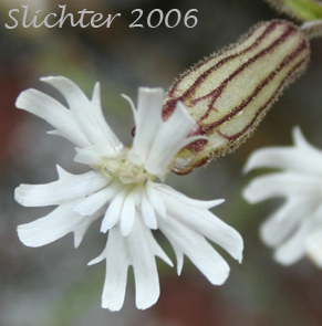 Parry's Campion: Silene parryi (Synonyms: Silene douglasii var. macounii, Silene macounii)