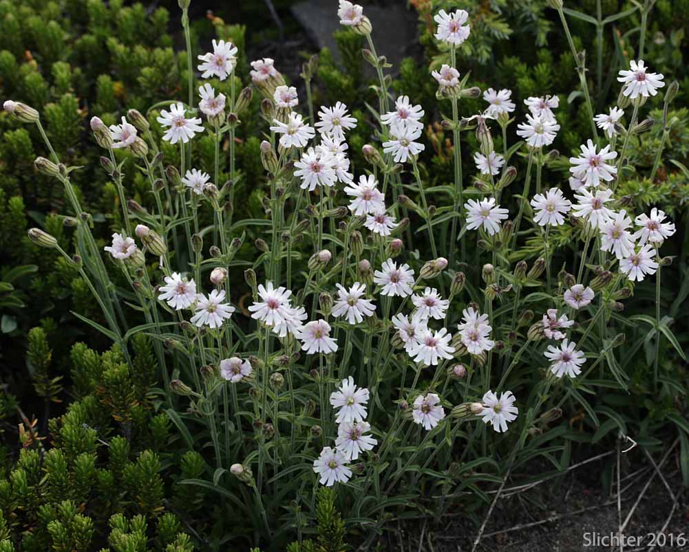 Suksdorf's Campion, Suksdorf's Catchfly, Cascade Catchfly: Silene suksdorfii