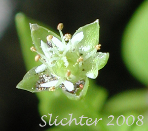 Northern Starwort, Northern Bog Starwort, Northern Chickweed: Stellaria calycantha (Synonyms: Stellaria calycantha var. calycantha, Stellaria calycantha var. simcoei, Stellaria simcoei)