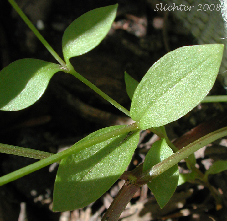 Paired stem leaves of Northern Starwort, Northern Bog Starwort, Northern Chickweed: Stellaria calycantha (Synonyms: Stellaria calycantha var. calycantha, Stellaria calycantha var. simcoei, Stellaria simcoei)