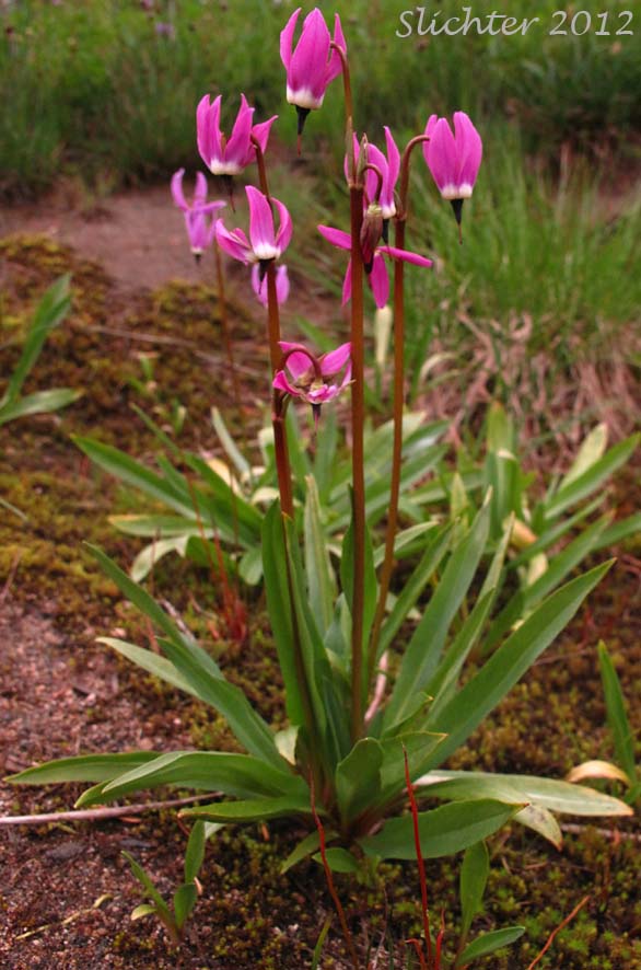 Jeffrey's Shootingstar, Jeffrey's Shooting Star, Tall Mountain Shootingstar, Tall Mountain Shooting Star: Dodecatheon jeffreyi (Synonyms: Dodecatheon jeffreyi ssp. pygmaeum, Dodecatheon jeffreyi var. viviparum, Primula jeffreyi)