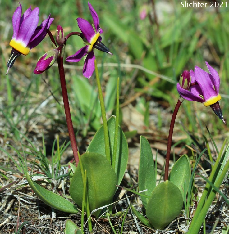 Bonneville Shooting Star, Desert Shootingstar, Desert Shooting Star, Slimpod Shooting Star: Dodecatheon conjugens (Synonyms: Dodecatheon conjugens ssp. conjugens, Dodecatheon conjugens ssp. leptophyllum, Dodecatheon conjugens ssp. viscidum, Dodecatheon conjugens var. beamishiae, Dodecatheon conjugens var. conjugens, Dodecatheon conjugens var. viscidum, Dodecatheon viscidum, Primula conjugens, Primula conjugens var. viscida)