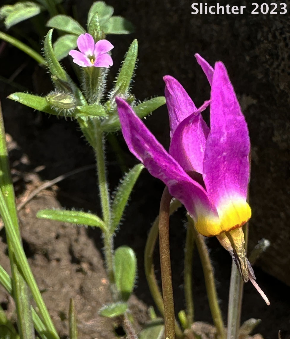 Flower of Bonneville Shooting Star, Desert Shootingstar, Desert Shooting Star, Slimpod Shooting Star: Dodecatheon conjugens (Synonyms: Dodecatheon conjugens ssp. conjugens, Dodecatheon conjugens ssp. leptophyllum, Dodecatheon conjugens ssp. viscidum, Dodecatheon conjugens var. beamishiae, Dodecatheon conjugens var. conjugens, Dodecatheon conjugens var. viscidum, Dodecatheon viscidum, Primula conjugens, Primula conjugens var. viscida)