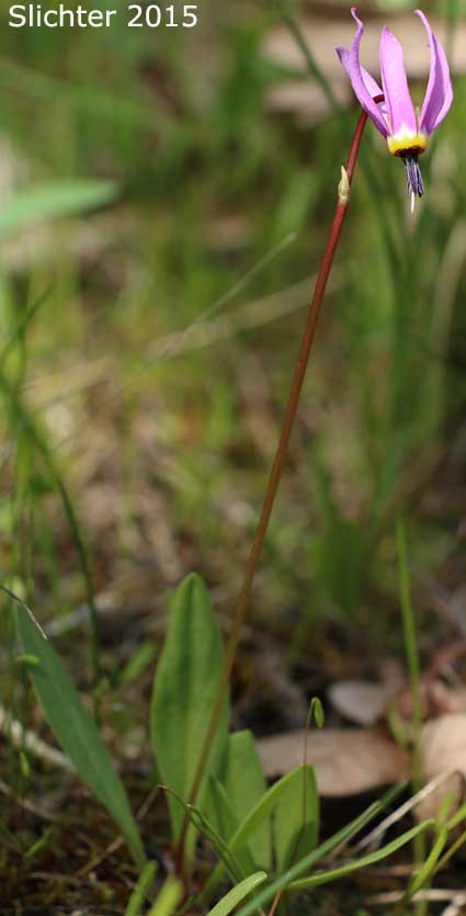 Bonneville Shooting Star, Desert Shootingstar, Desert Shooting Star, Slimpod Shooting Star: Dodecatheon conjugens (Synonyms: Dodecatheon conjugens ssp. conjugens, Dodecatheon conjugens ssp. leptophyllum, Dodecatheon conjugens ssp. viscidum, Dodecatheon conjugens var. beamishiae, Dodecatheon conjugens var. conjugens, Dodecatheon conjugens var. viscidum, Dodecatheon viscidum, Primula conjugens, Primula conjugens var. viscida)