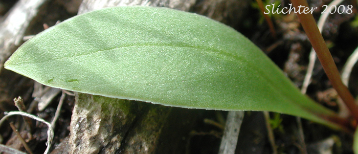 BAsal leaf of Bonneville Shooting Star, Desert Shooting Star, Slimpod Shooting Star: Dodecatheon conjugens (Synonyms: Dodecatheon conjugens ssp. conjugens, Dodecatheon conjugens ssp. leptophyllum, Dodecatheon conjugens var. conjugens, Dodecatheon conjugens ssp. viscidum, Dodecatheon conjugens var. conjugens, Dodecatheon conjugens var. viscidum)